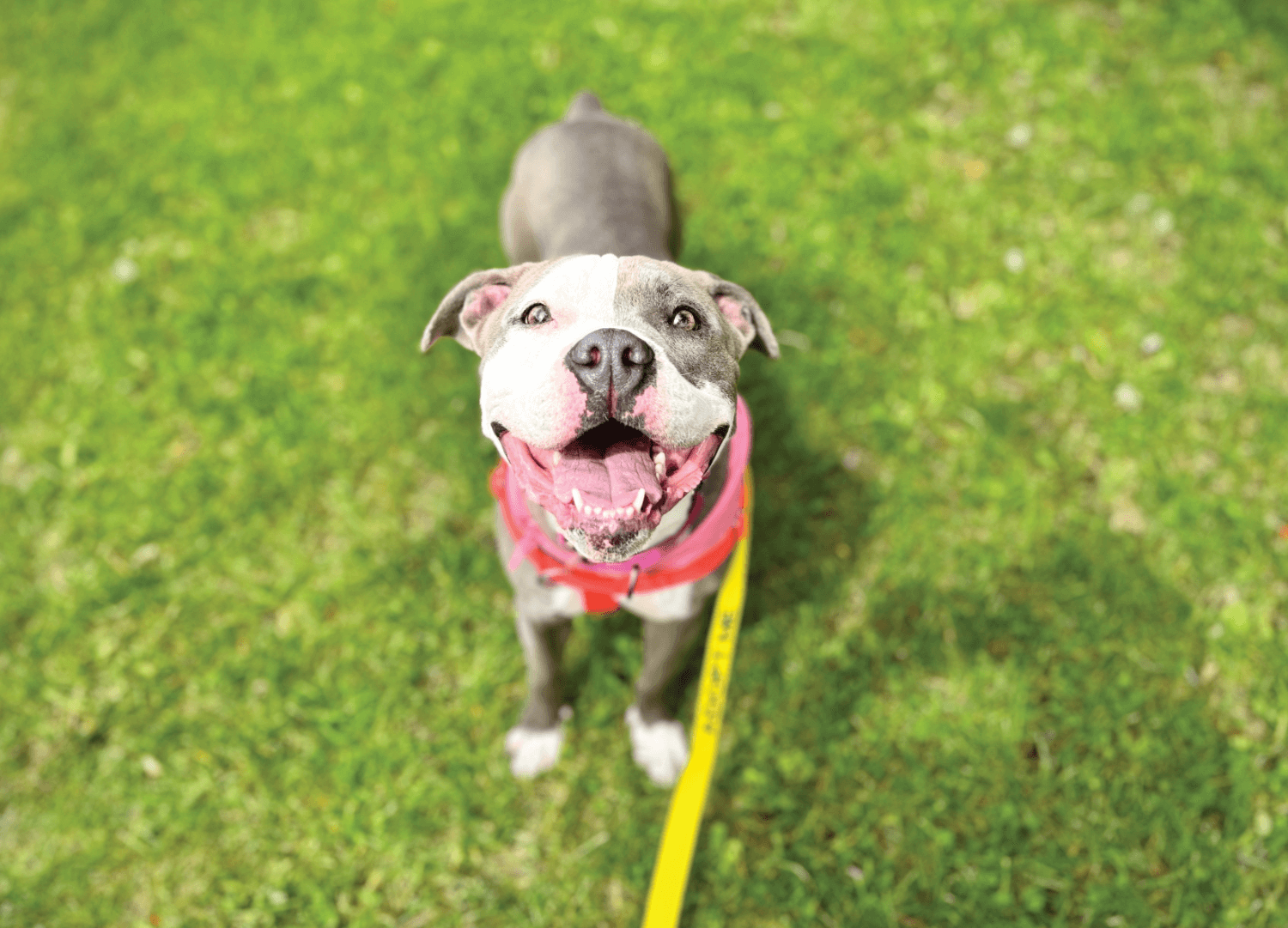 The connection between gut health and a happy dog