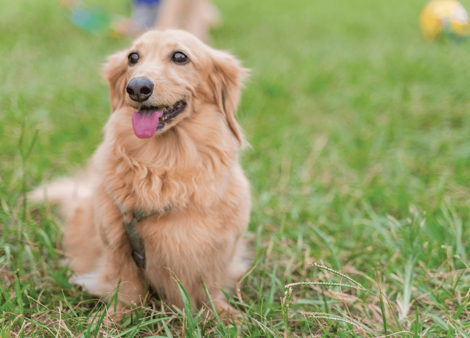 Shielding Your Dog From Everyday Toxins