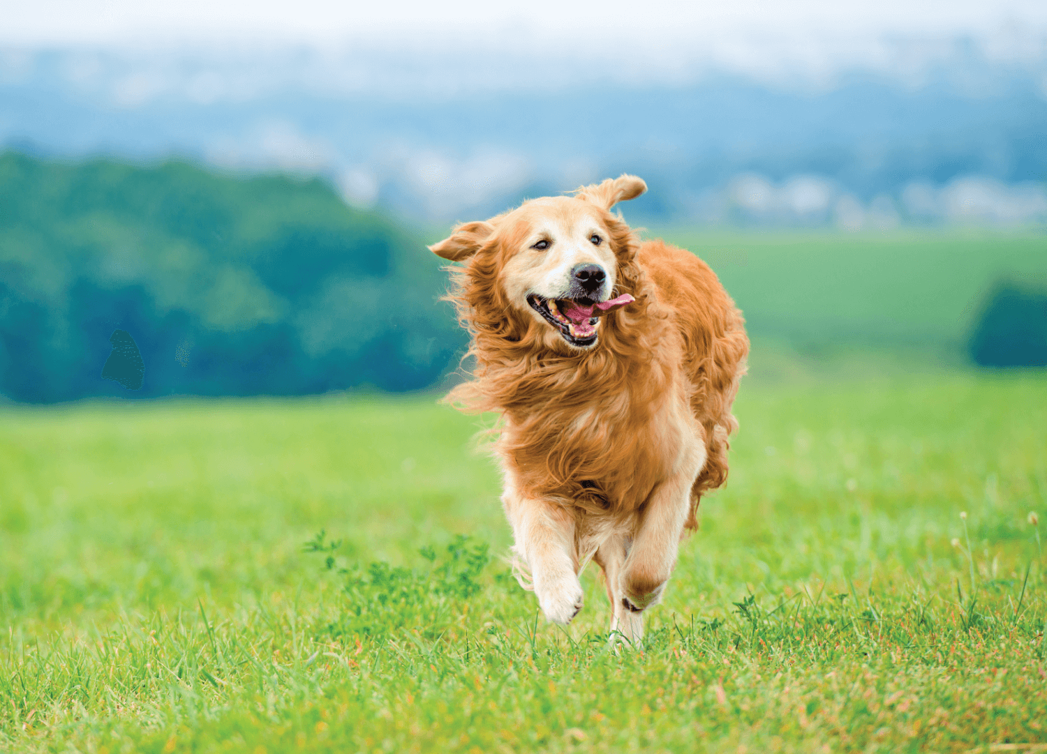 Supporting your dogs joints for years to come