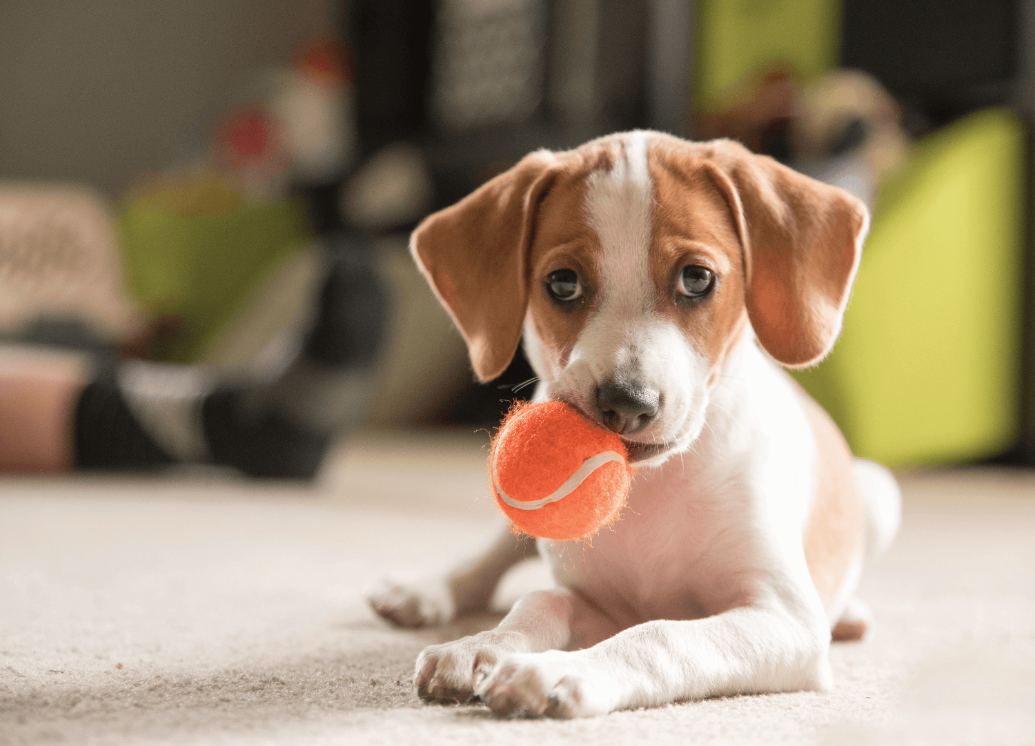 Raising a strong, healthy puppy the natural way