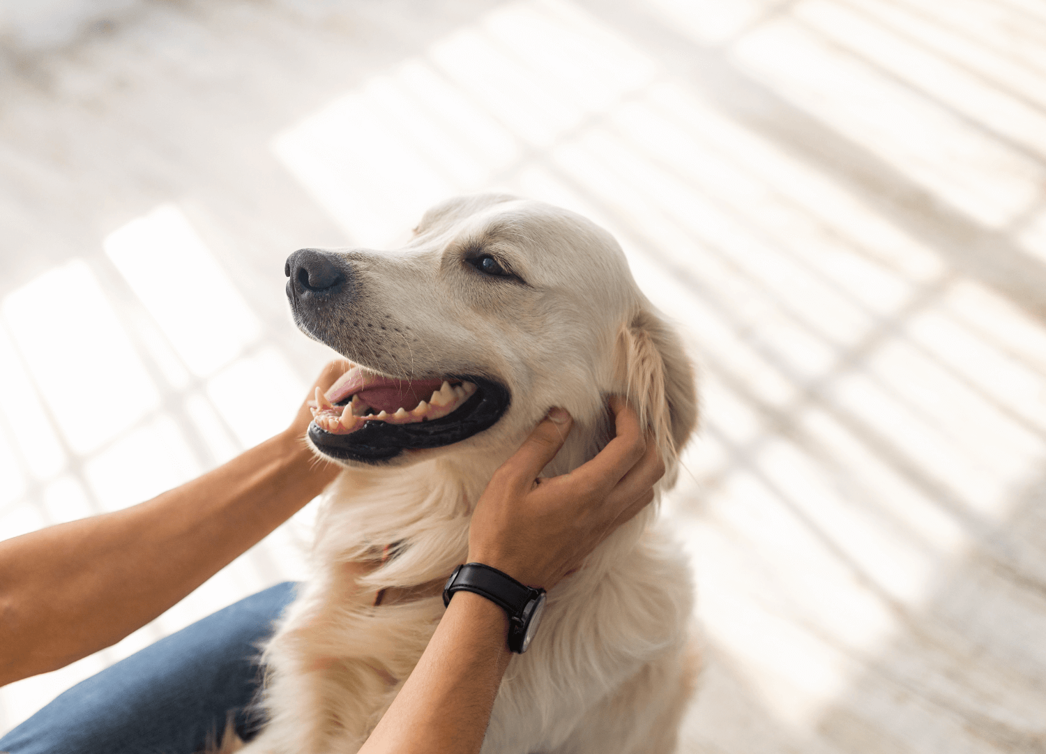 Why antioxidants are the unsung heroes of dog health