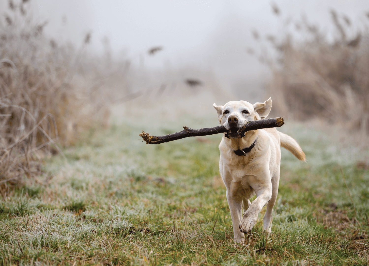 Keeping your senior dog happy and active