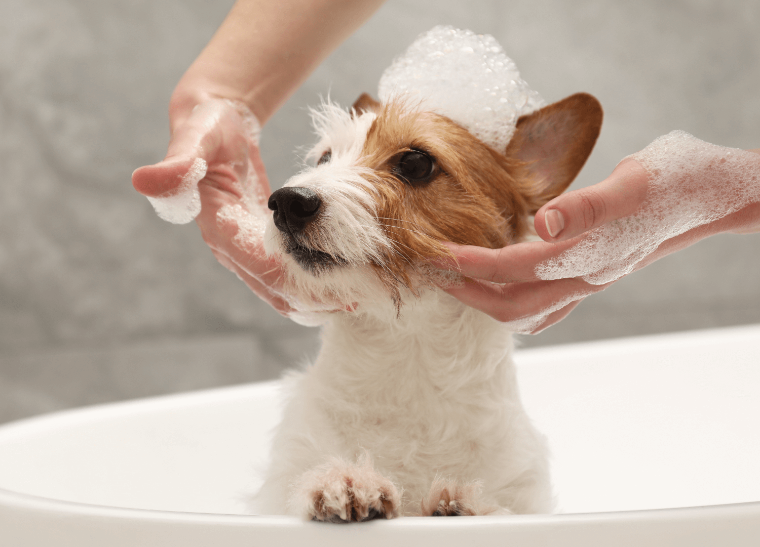 The Ultimate Guide To Bathing & Grooming Your Dog