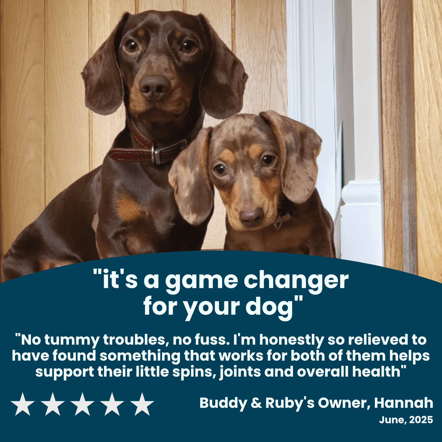 Carbon Dog Everyday Daily Support