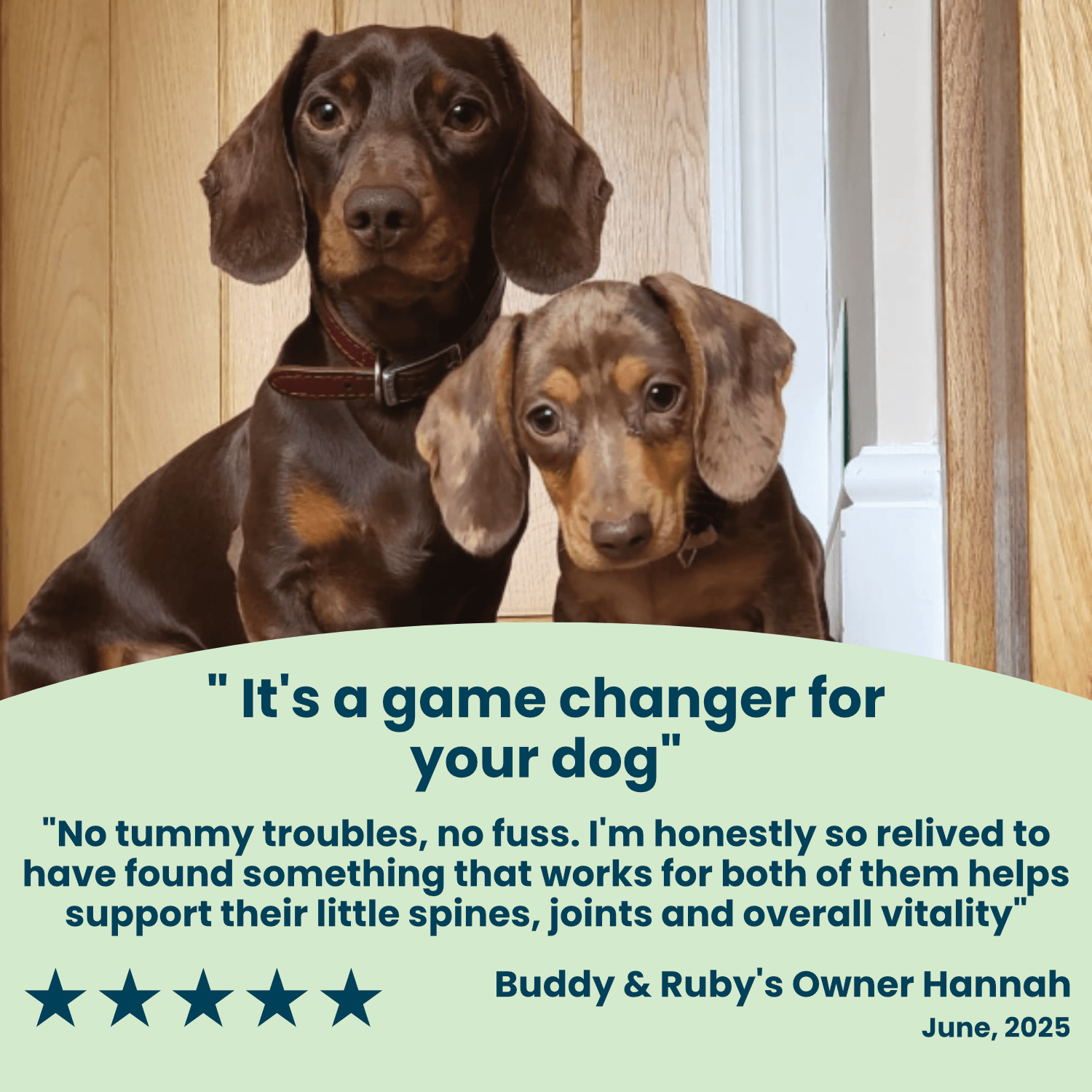 Puppy Support Organic Antioxidant